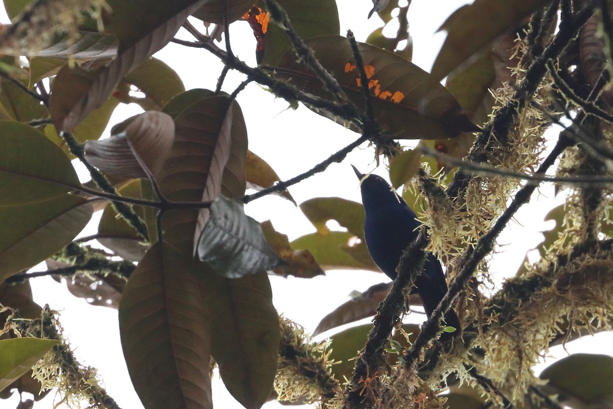 Indigo Flowerpiercer - ML568739101