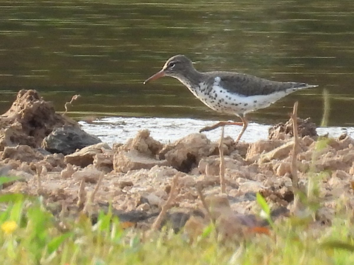 Spotted Sandpiper - ML568739321