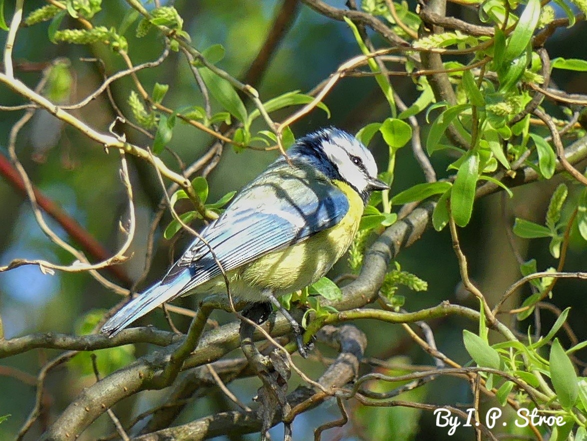 Eurasian Blue Tit - ML568740411