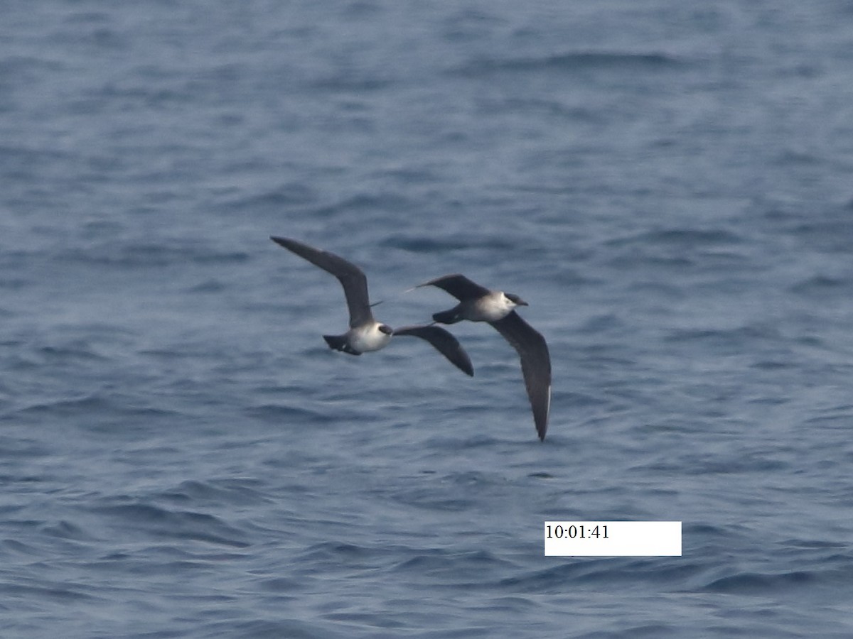 Long-tailed Jaeger - ML568741151