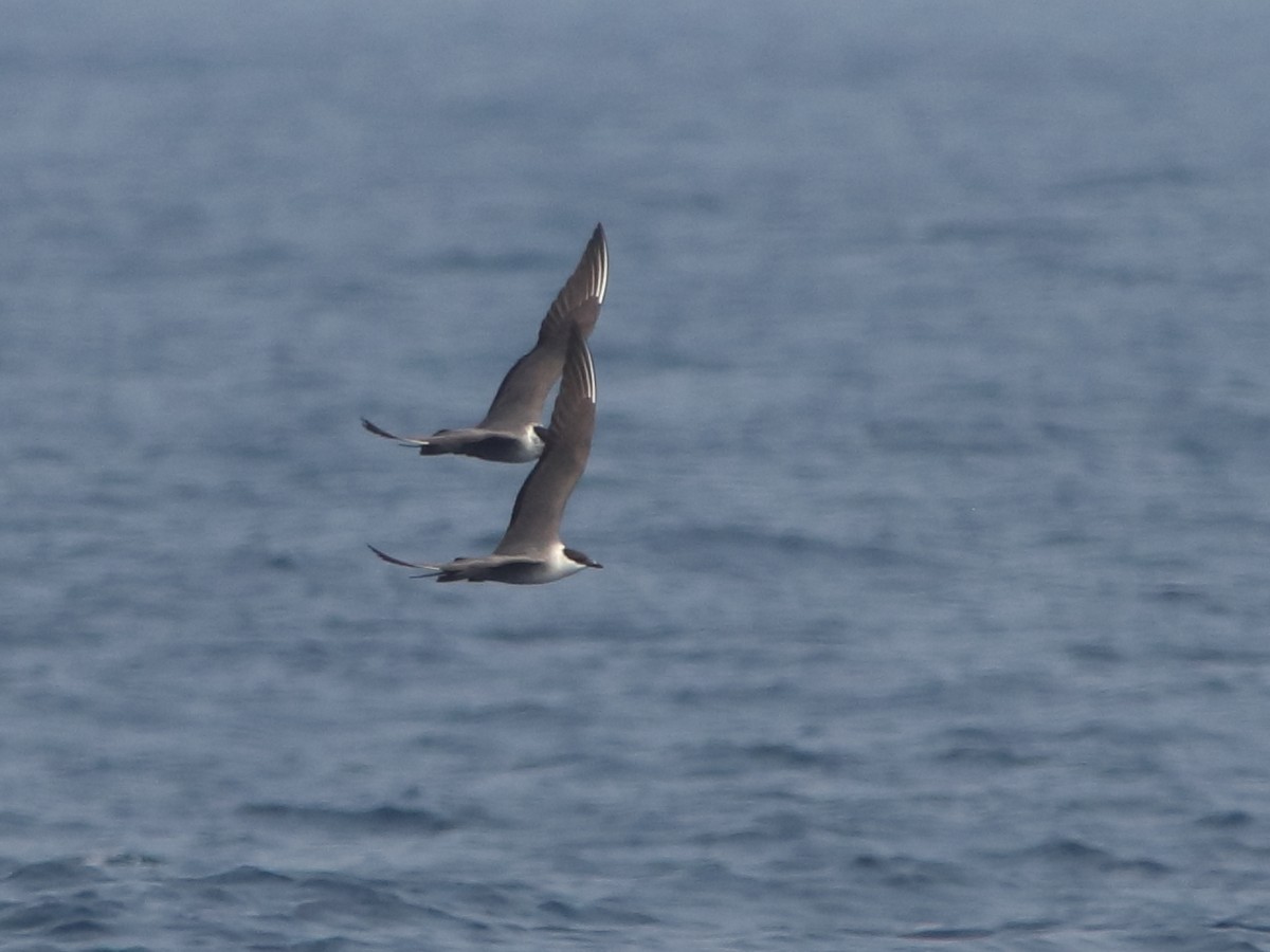 Long-tailed Jaeger - ML568741161