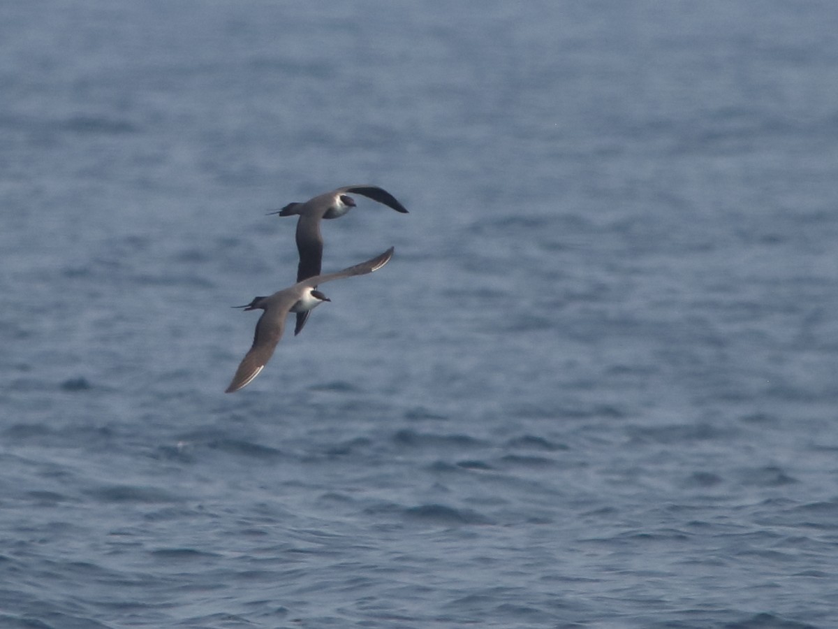 Long-tailed Jaeger - ML568741181