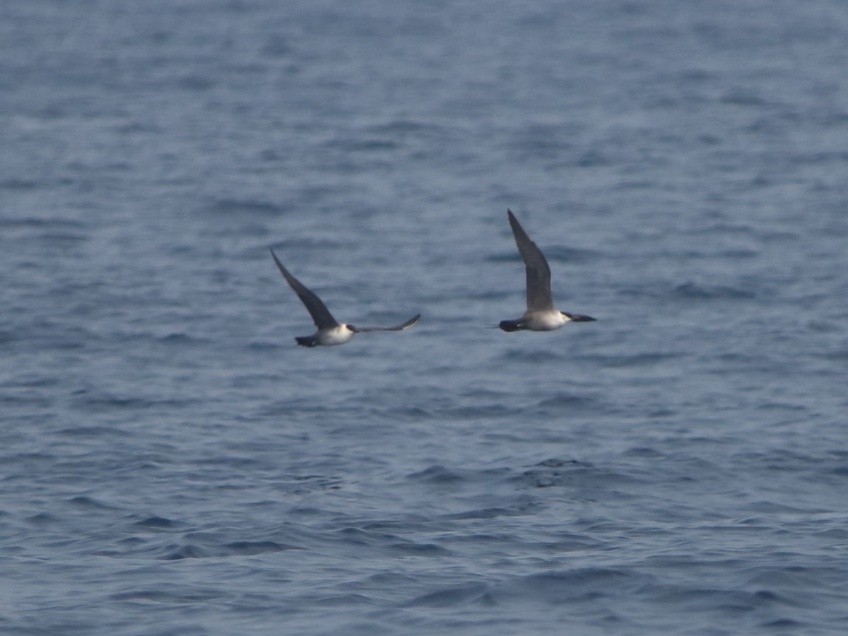 Long-tailed Jaeger - ML568741191