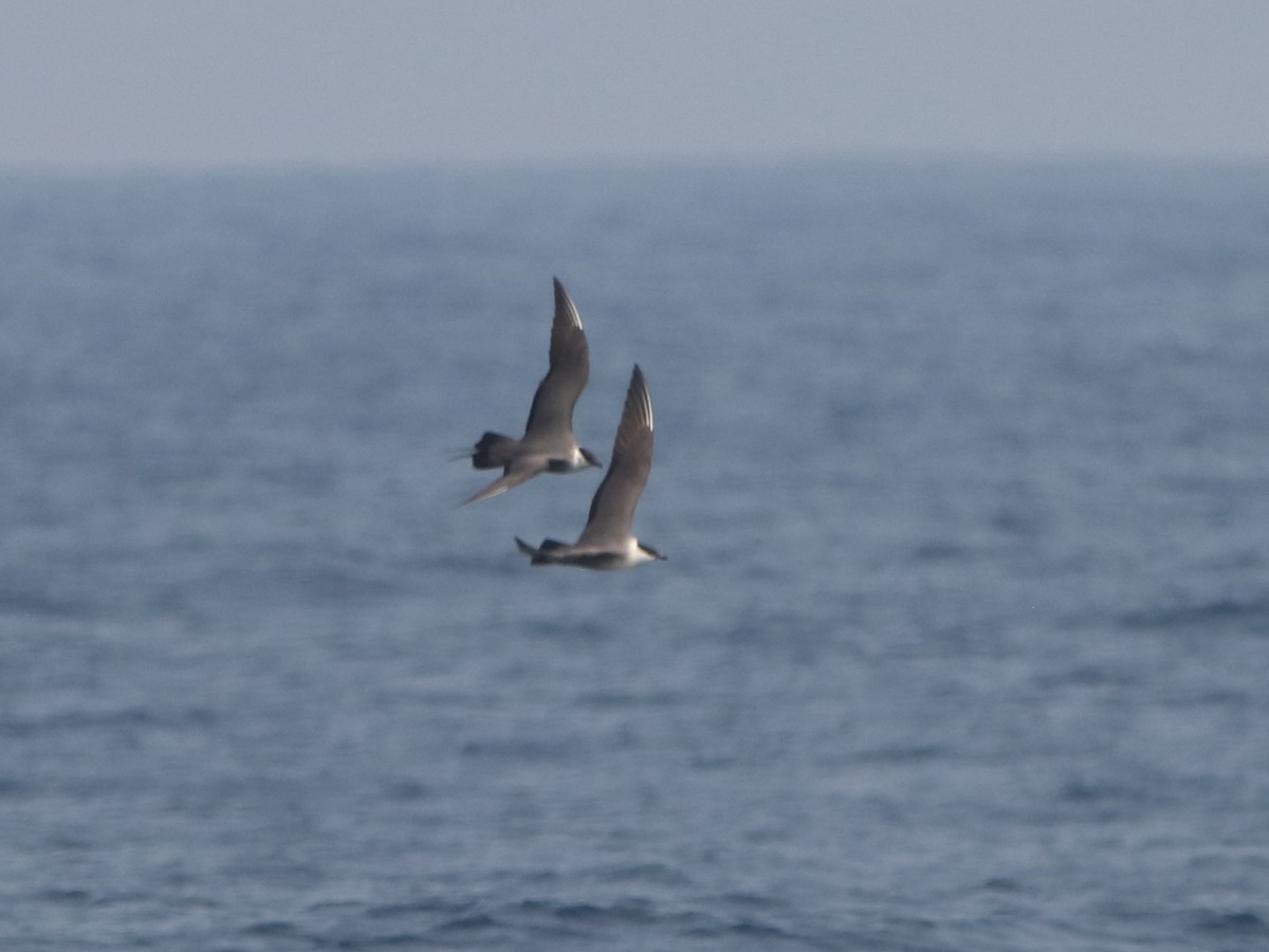 Long-tailed Jaeger - ML568741201