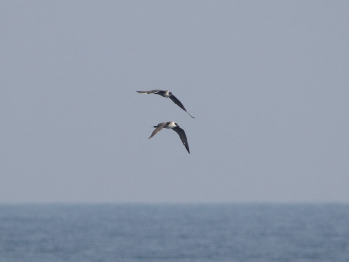 Long-tailed Jaeger - ML568741221