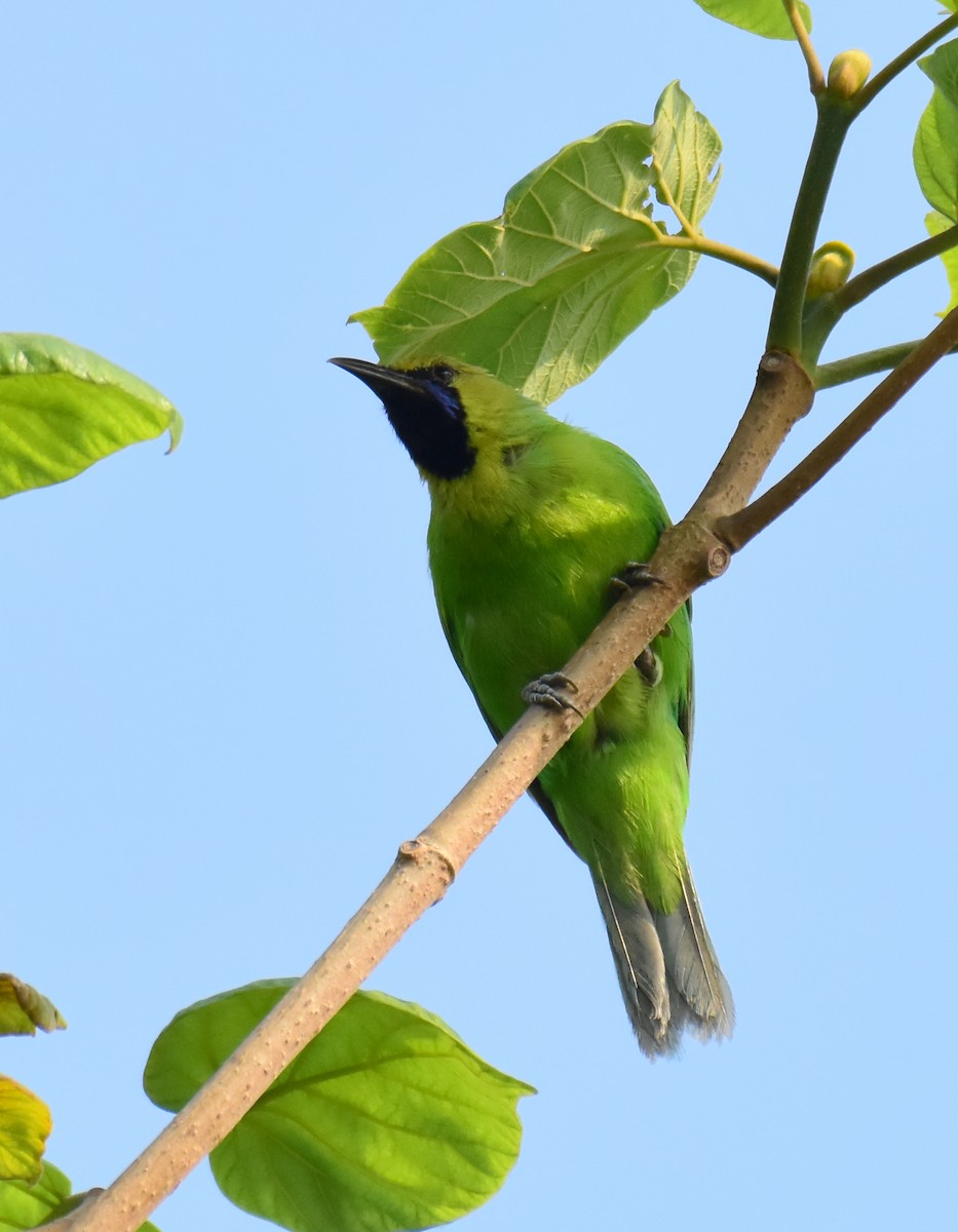 Jerdon's Leafbird - ML568741521