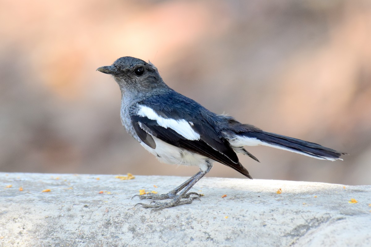 Oriental Magpie-Robin - Ajoy Kumar Dawn