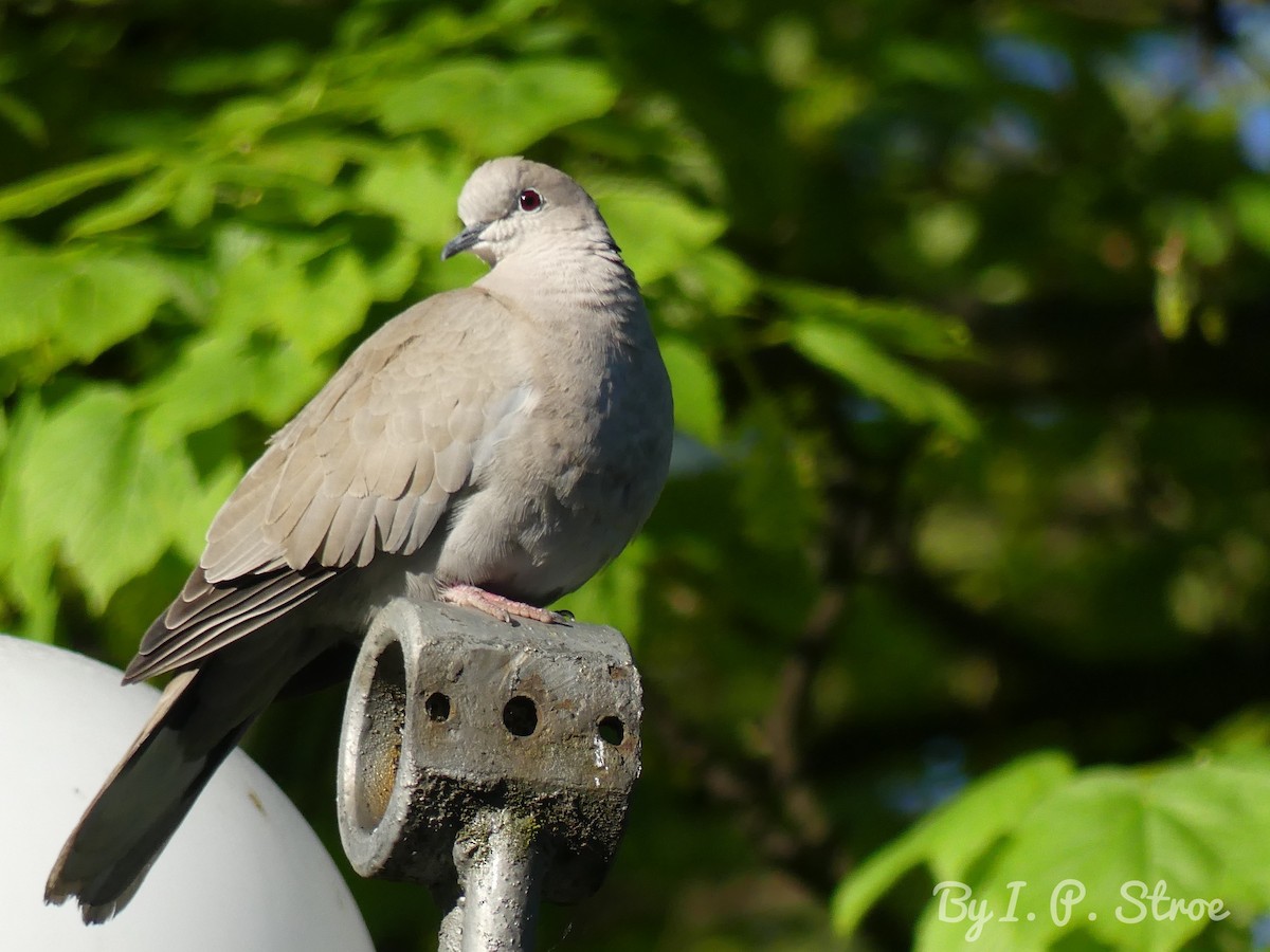 Eurasian Collared-Dove - Ioana Stroe