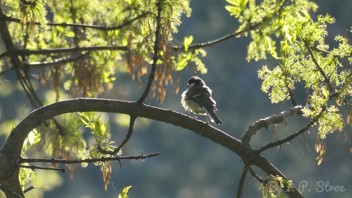 Mésange charbonnière - ML568741711