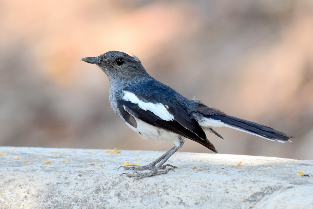 Oriental Magpie-Robin - Ajoy Kumar Dawn