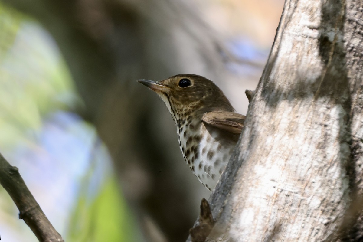 Swainson's Thrush - ML568742361