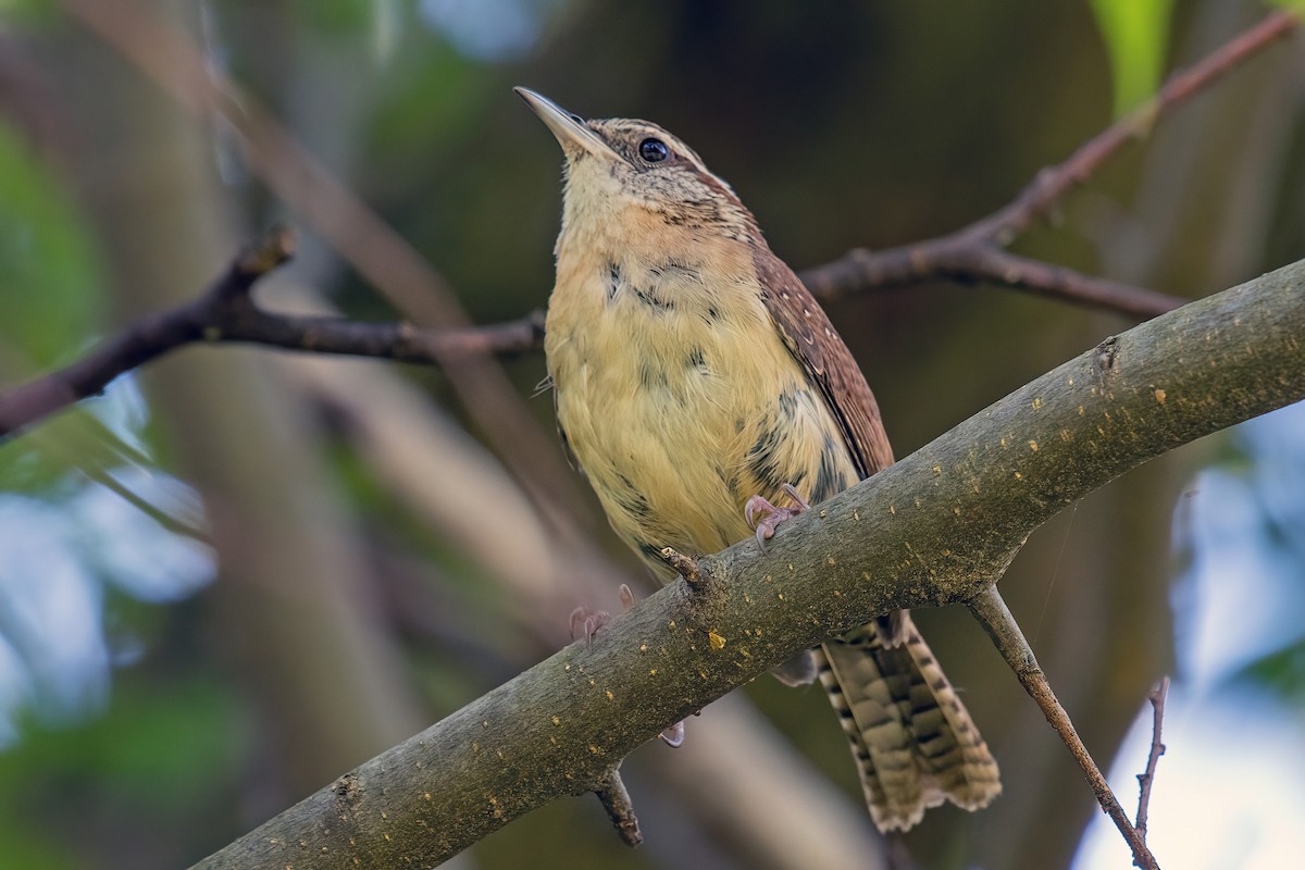 Carolina Wren - ML568742991