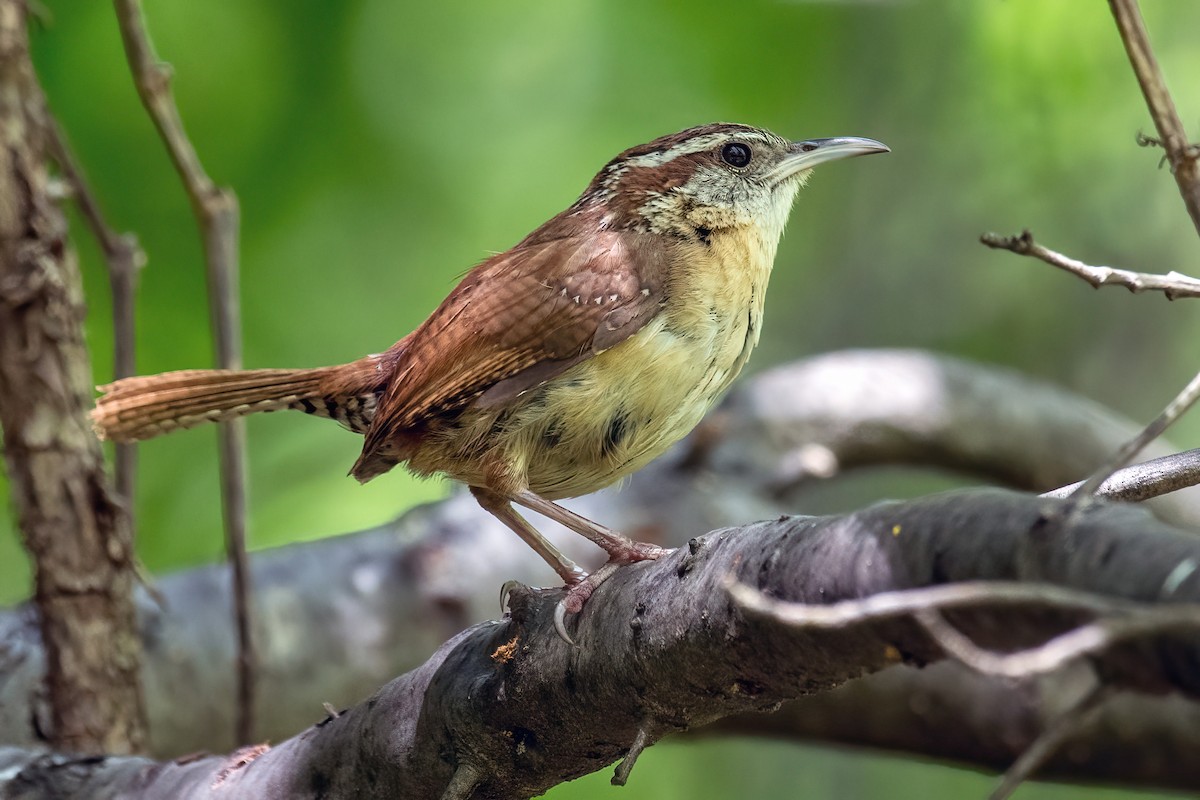 Carolina Wren - ML568743001