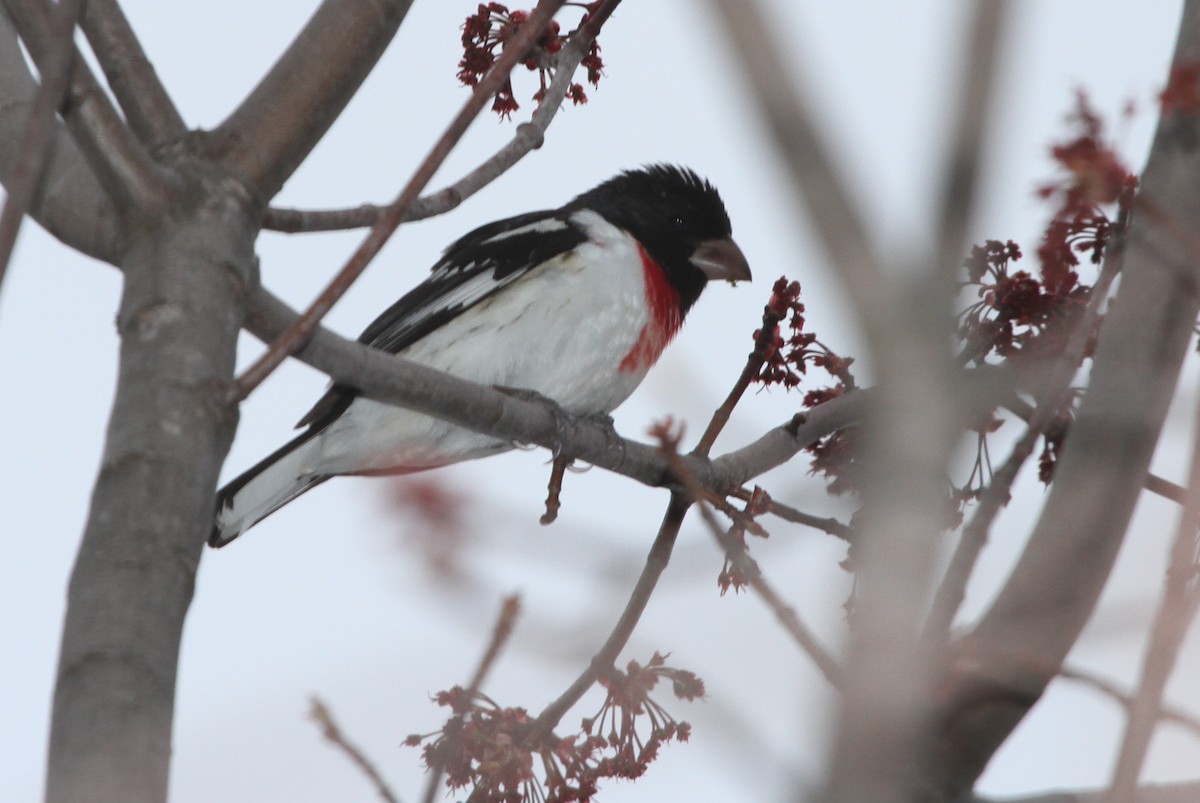 Rose-breasted Grosbeak - ML56874331