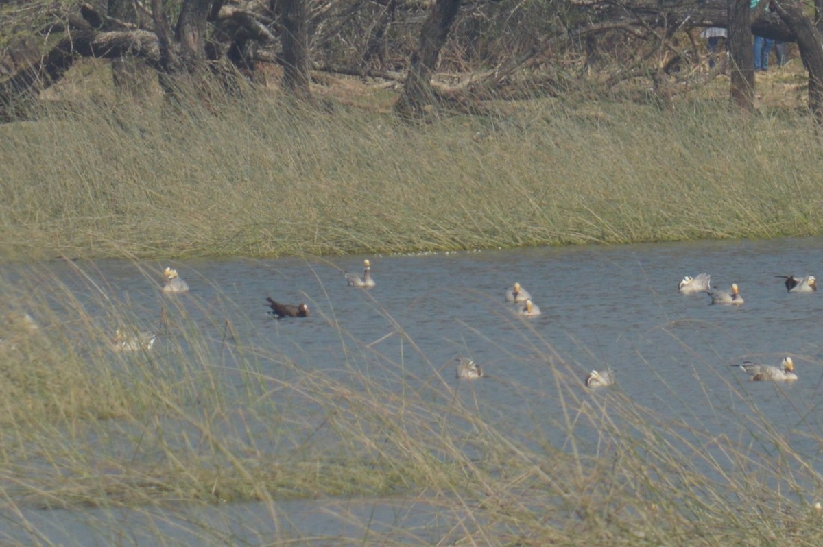 Lesser White-fronted Goose - ML568743321