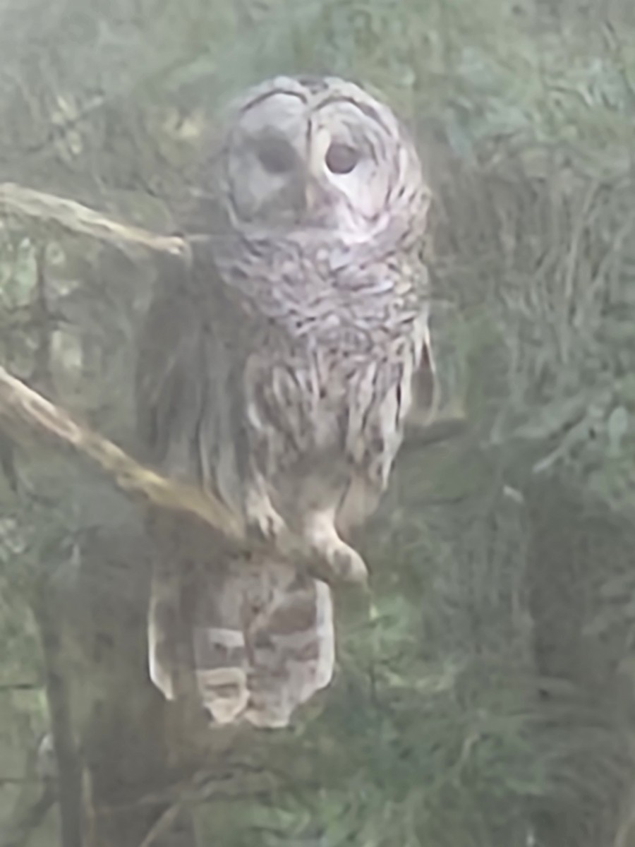 Barred Owl - ML568744521