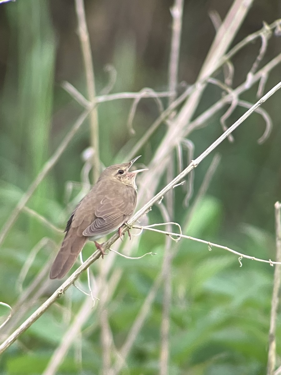 River Warbler - ML568745591