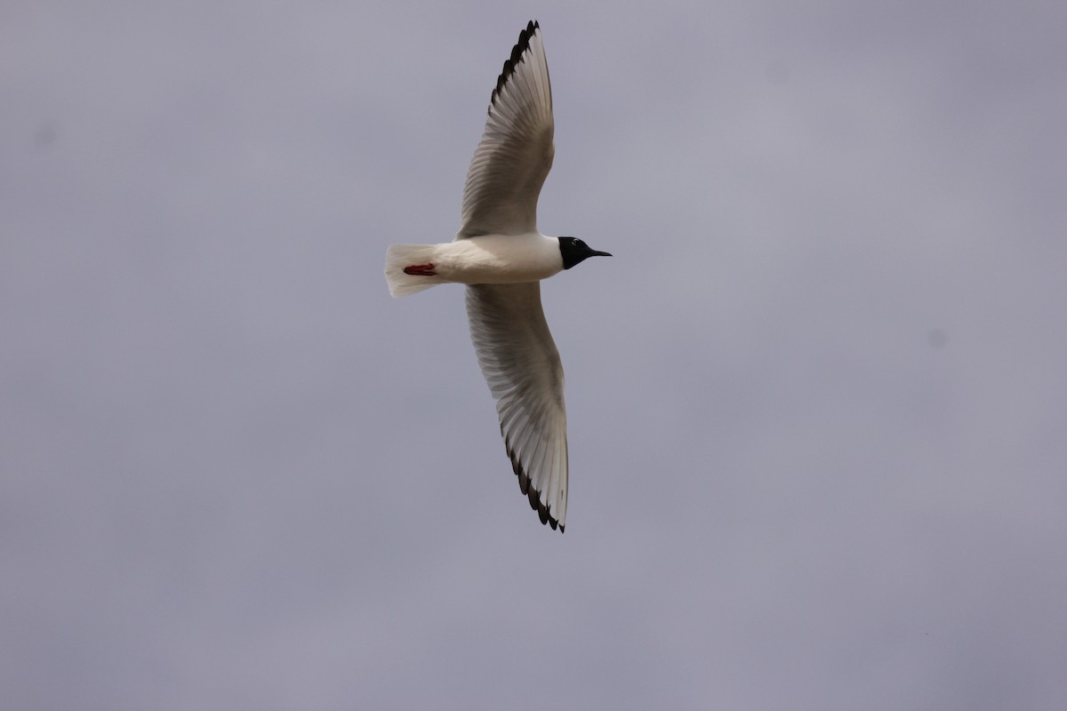 Mouette de Bonaparte - ML56874561