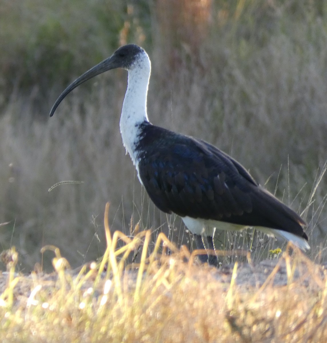 ibis slámokrký - ML568745941