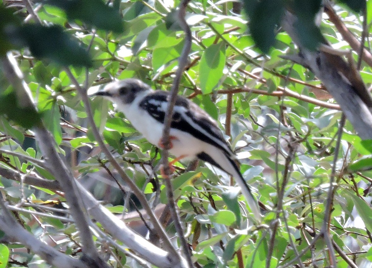 White Helmetshrike - ML56874611