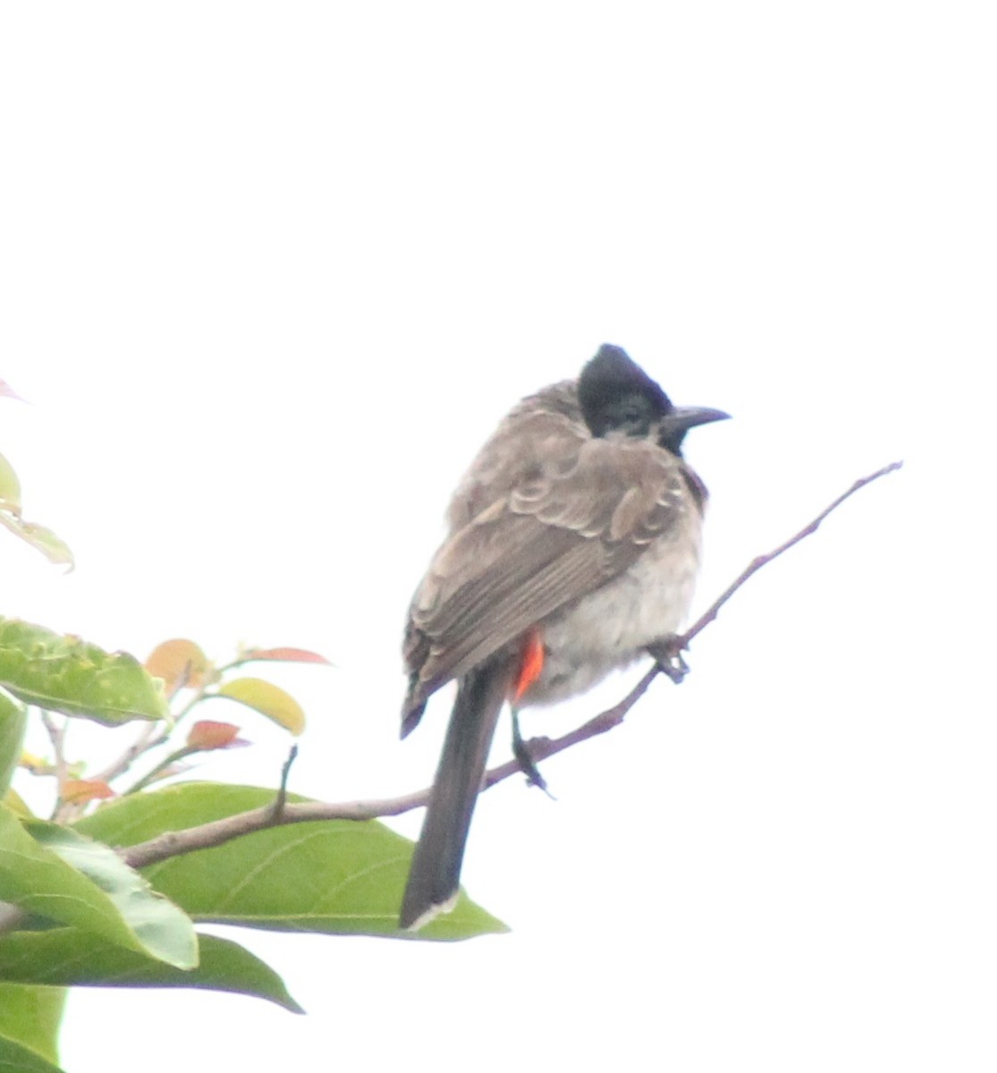 Red-vented Bulbul - ML568747321