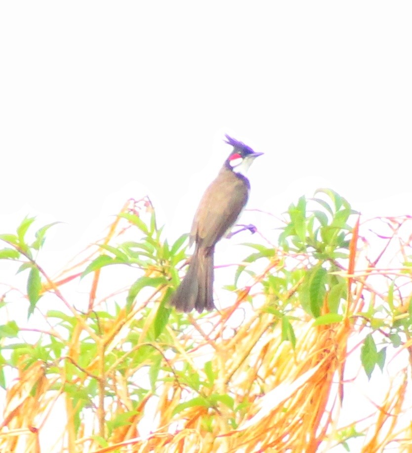 Red-whiskered Bulbul - ML568747341