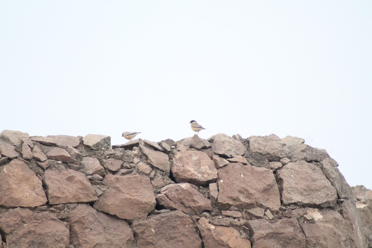 Brahminy Starling - ML568747451