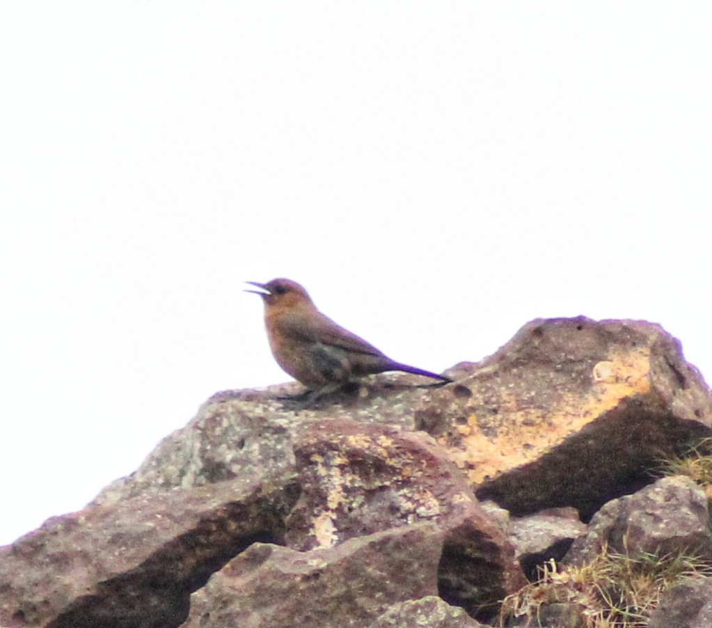 Brown Rock Chat - ML568747491