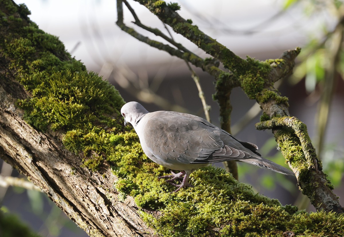 Eurasian Collared-Dove - Jeremy White