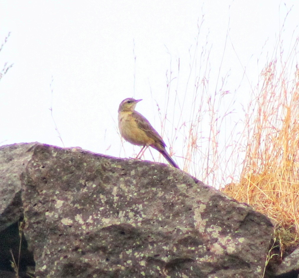 Long-billed Pipit - ML568747691