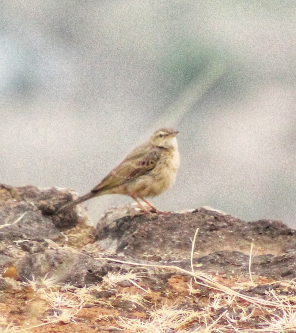 Long-billed Pipit - ML568747751