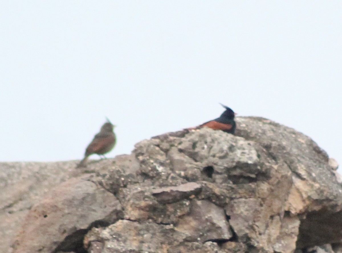 Crested Bunting - ML568747771