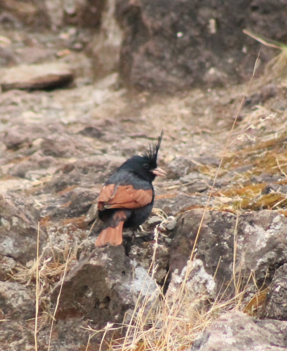 Crested Bunting - ML568747811