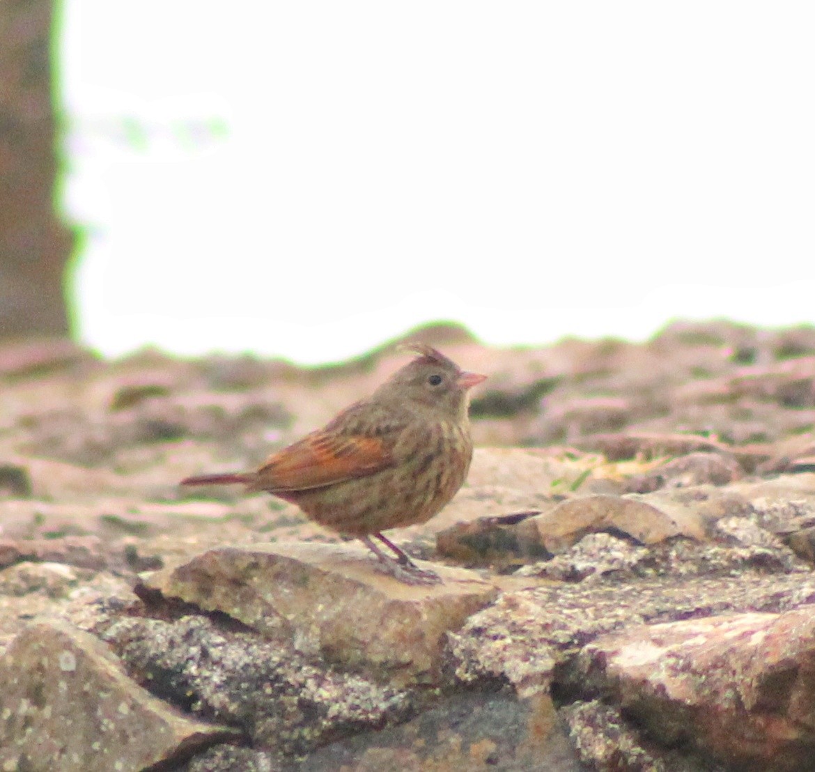 Crested Bunting - ML568747821