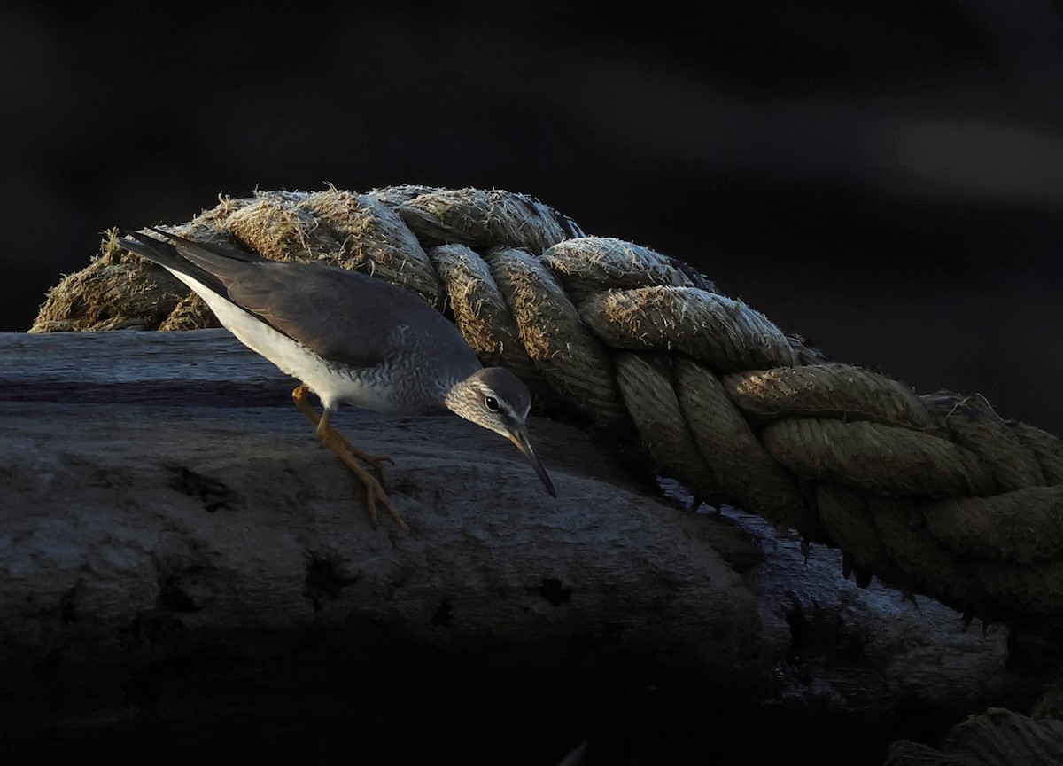 Gray-tailed Tattler - ML568749241