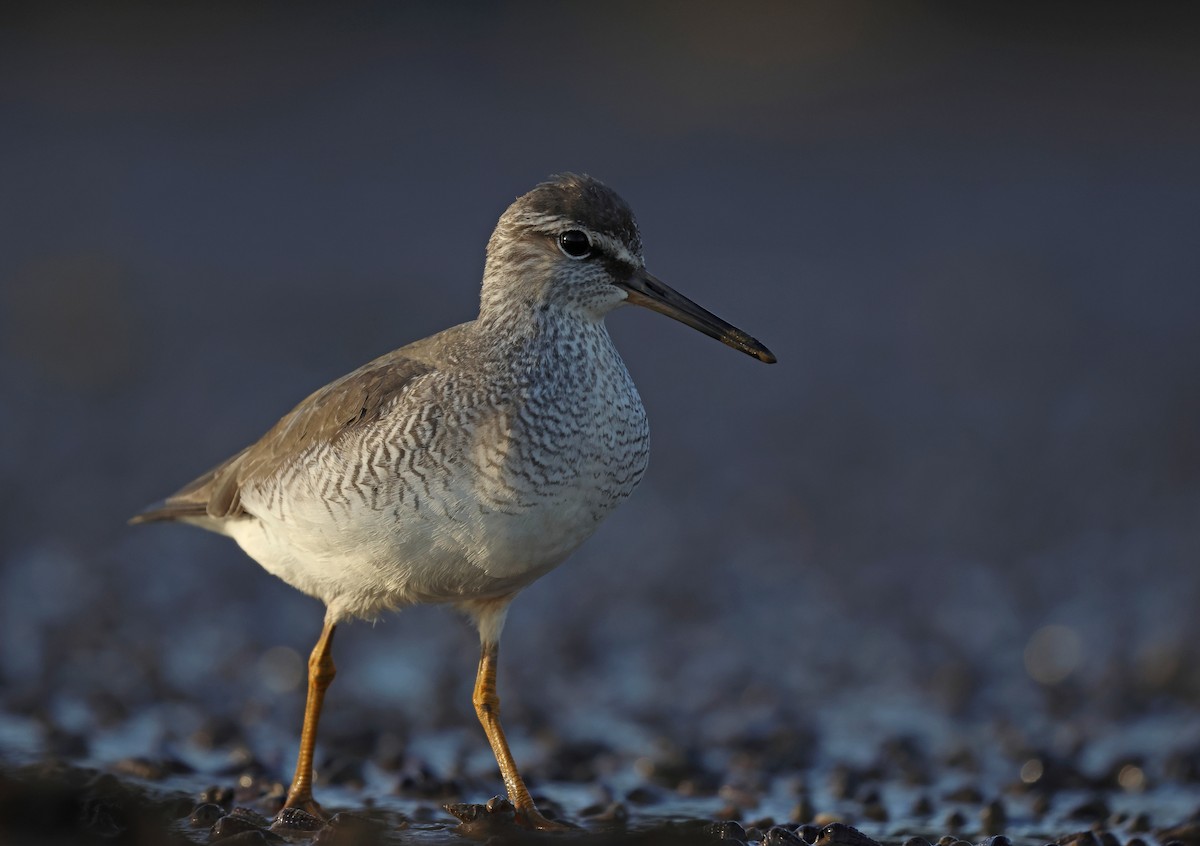 Gray-tailed Tattler - ML568749431