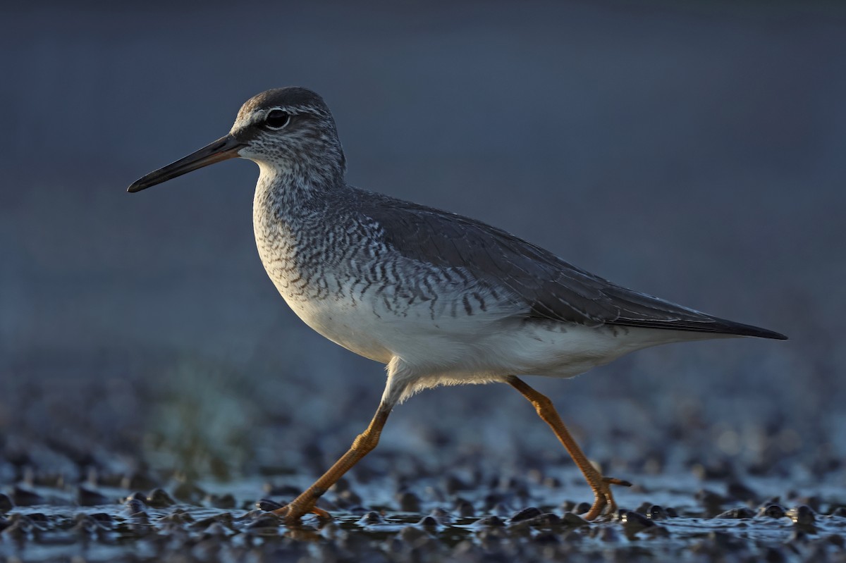 Gray-tailed Tattler - ML568749441