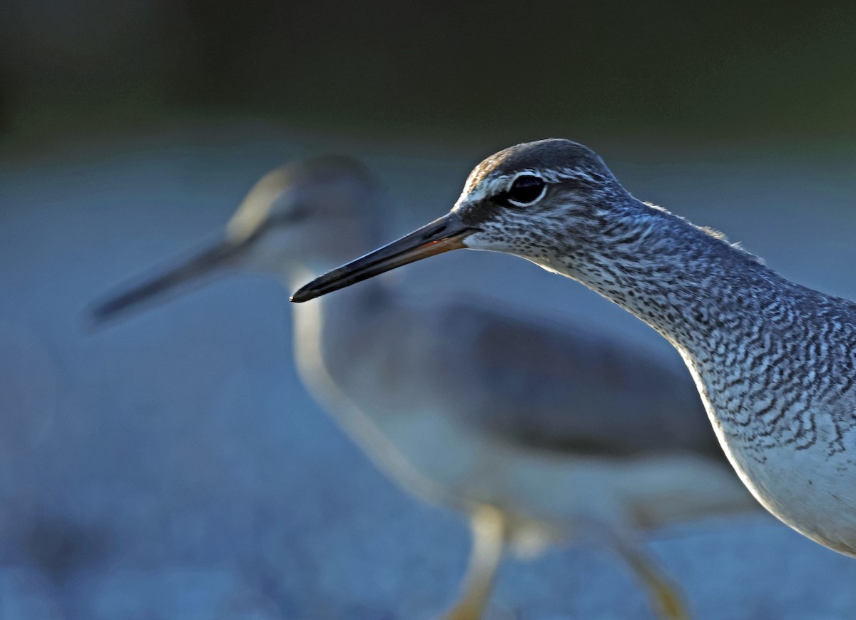 Gray-tailed Tattler - ML568749691