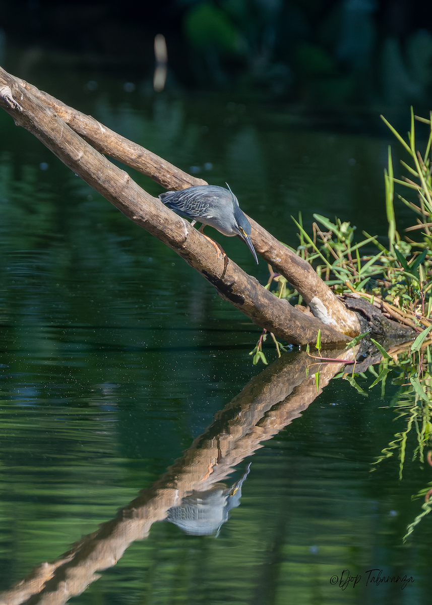 Striated Heron - ML568750391