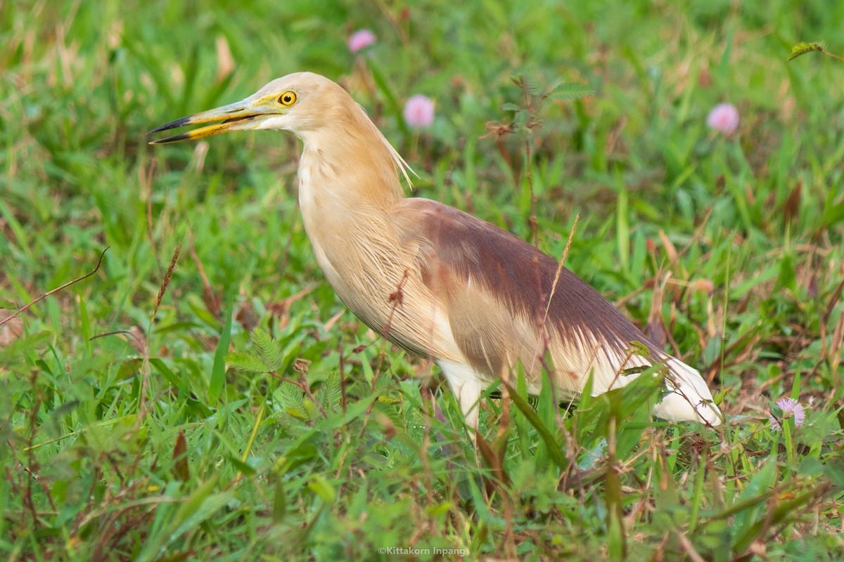 Indian Pond-Heron - ML568751561