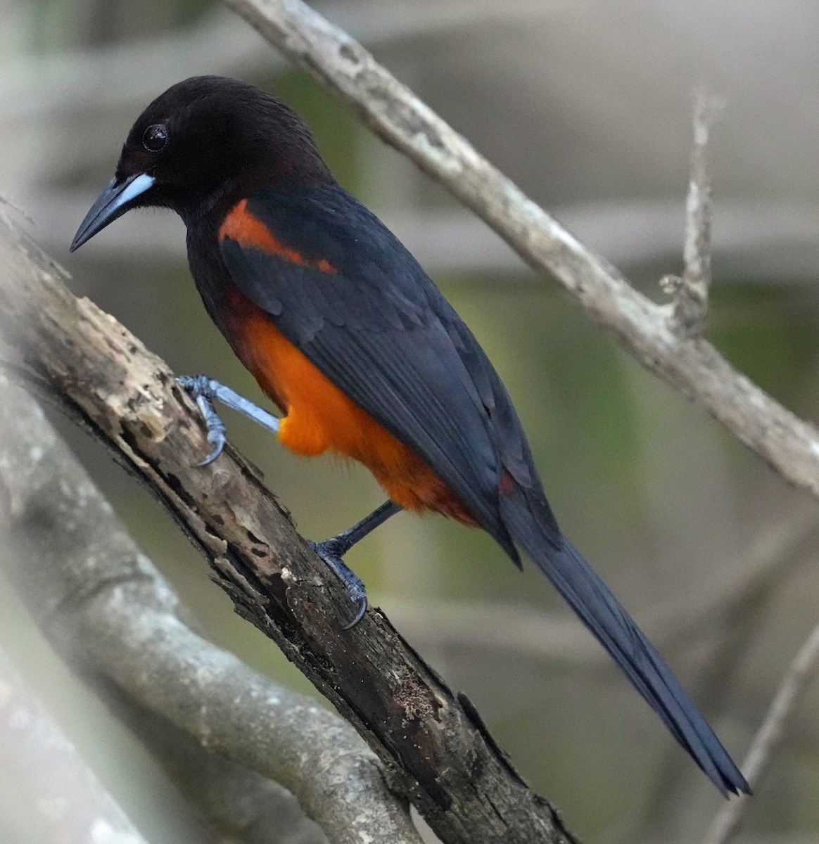 Martinique Oriole - ML568753071