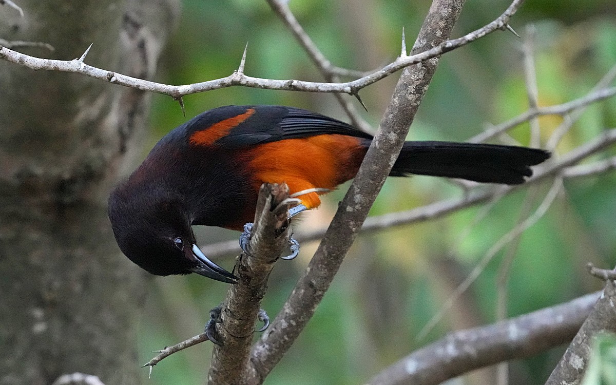 Martinique Oriole - ML568753081