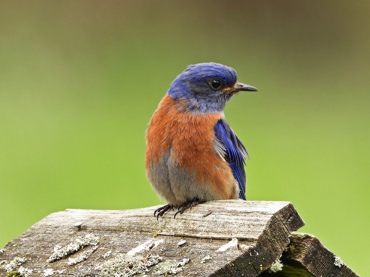 Western Bluebird - ML568753731