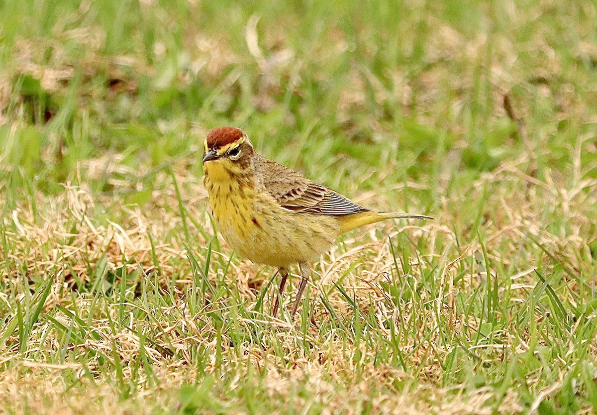 Palm Warbler - Marc Létourneau