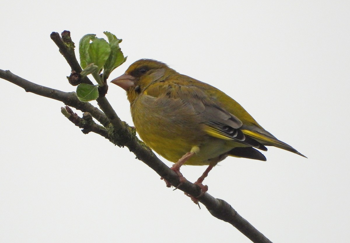 European Greenfinch - ML568754451