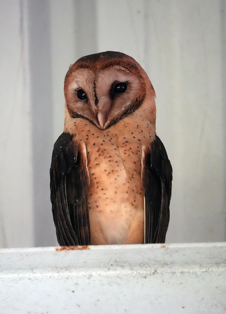 Barn Owl - ML568755291