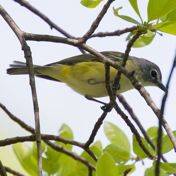 Blue-headed Vireo - ML568755541