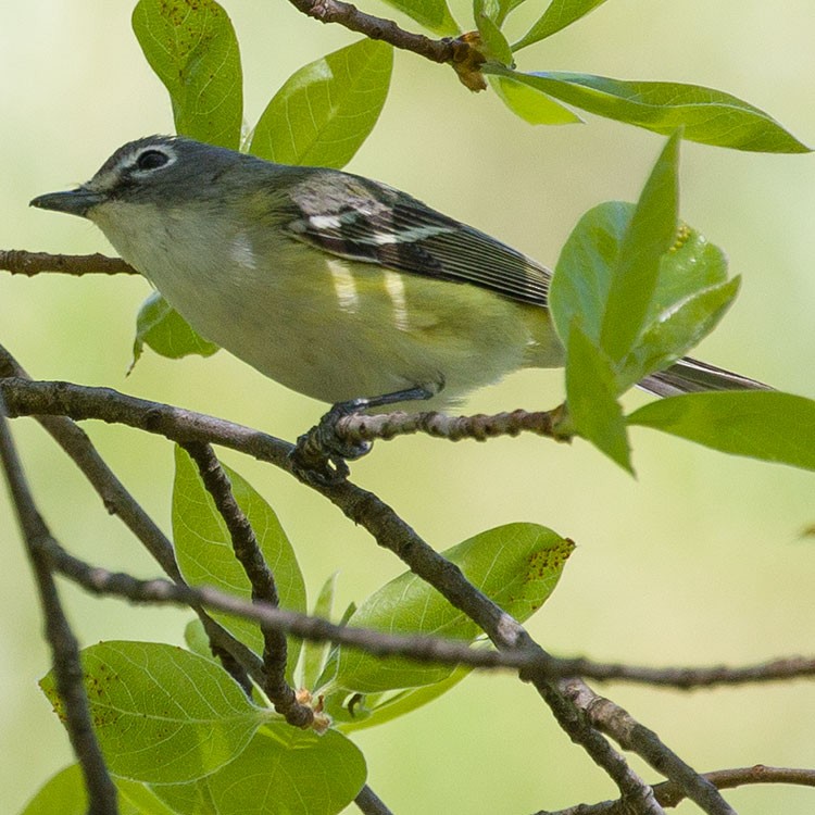 Blue-headed Vireo - ML568755551