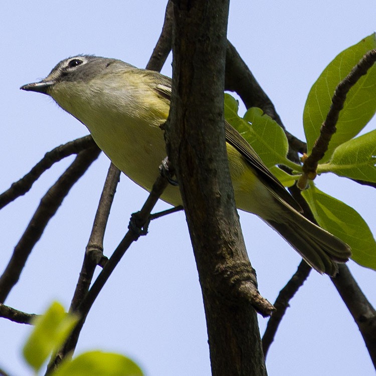 Blue-headed Vireo - ML568755561