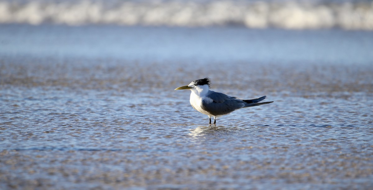 Great Crested Tern - ML568755811